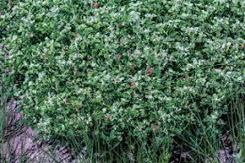 Image result for Hermannia grandistipula