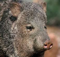 How to root a broken piece of cactus. Arizona Javelinas