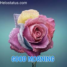 Manage and improve your online marketing. Good Morning Images Latest 2021 Hd Free Download Helo Status
