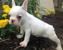 Although we are located in washington, we are able to ship puppies across the united states. French Bulldog Puppy Dog For Sale In San Antonio Tx Texas