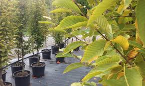 Chain link fences are popular boundary markers, but they leave a lot of space for prying eyes. Best Trees To Plant Along A Fence Line In Australia 2021 Kilby Tree Farm
