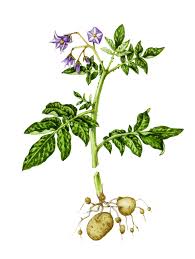 Image result for Solanum tuberosum