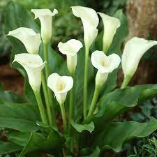 100pcs Pack Hosta Seeds Perennials Plantain Beautiful Lily Flower White Lace Home Garden Ground Cover Plant Bulb Flowers Calla Lily Bulbs Calla Lily Flowers