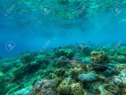 Check spelling or type a new query. In This Unique Photo You Can See The Underwater World Of The Pacific Ocean In The Maldives Lots Of Coral And Tropical Fish Stock Photo Picture And Royalty Free Image Image 147714845