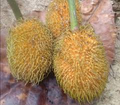 Image result for Artocarpus