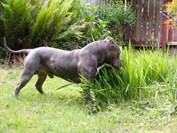 bossy kennels pitbulls blue nose pitbull american pitbull terrier