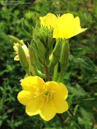 The 2 uppermost are purple on the back. Plant Identification Closed Yellow Flowers Tall Stalk Zone 5b 2 By Nancygroutsis