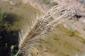 Image result for Chloris virgata