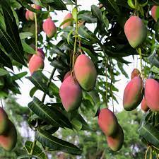 Jul 19, 2021 · buy fruit trees online from plantnet australia. How To Grow Mango Trees
