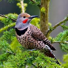 We did not find results for: Northern Red Tail Flicker Feather Essence Two Spirit Medicinals