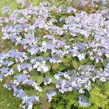 Hydrangea Serrata Hortensias Terre De Bruyere Hortensia