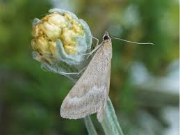 Image result for Pyrausta aerealis