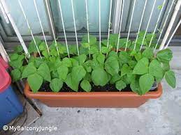 Growing Pole Beans In Containers Growing Green Beans Planting Green Beans Growing Beans