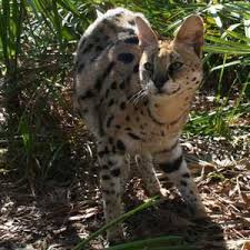 Maybe you would like to learn more about one of these? Arizona Serval At Big Cat Rescue