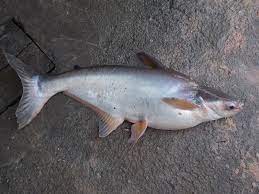 Patin mempunyai bentuk tubuh yang memanjang dan berwarna putih perak dan. Info Spesies Kenali Ikan Patin Umpan