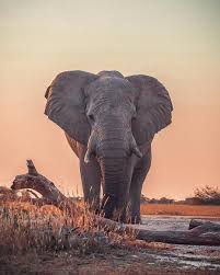 Mrcalv Not Sure If This Elephant Was As Happy To See Me As I Was To See Him Can T Read His Mind Watchthisinst Elephant Animals Elephant Photography