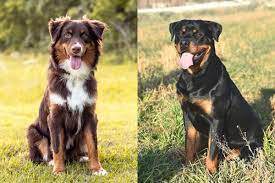 An australian shepherd mix can have multiple purebred or mixed breed lineages. Australian Shepherd Rottweiler Mix Info Pictures Facts Faq And More