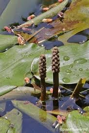 Image result for Potamogeton nodosus