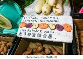 Kekacang, kacang soya, ubi keledek atau sebarang tanaman yang mampu mengembalikan nitrogen dan mineral kepada tanah ditanam selang dua tahun dan kemudiannya kapas pada tahun ketiga. Cameron Highland Malaysia November 29 2012 Stock Photo Edit Now 686014159