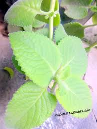 Ajwain Leaves Known As Karpooravalli Leaves Or Omavalli Ilai In Tamil Is A Herb Well Known For Its Medicinal Ayurvedic Plants Oregano Plant Cold Home Remedies