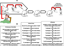 Rotavirus (live attenuated viral vaccine) contraindicated. The Double Edged Sword How Evolution Can Make Or Break A Live Attenuated Virus Vaccine Evolution Education And Outreach Full Text