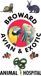 Search by city, state, or veterinarian name. Veterinarian In Deerfield Beach Fl Broward Avian And Exotic