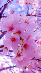 We've gathered more than 5 million images uploaded by our users and sorted them by the most popular ones. Iphone Sakura Flower Wallpaper Hd Novocom Top