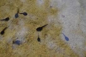 Provide water for frogs and toads instead of drinking by using their mouths, frogs and toads actually hydrate by submerging themselves in a body of water and absorbing water through their skin. How To Attract Toads To Your Garden Dengarden