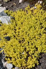 Image result for Lysimachia djalonis