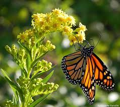 Use them in commercial designs under lifetime, perpetual & worldwide rights. Butterflies And Flowers Home Facebook