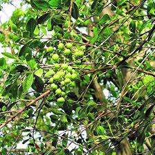 Image result for Lawsonia inermis
