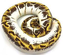 Calico Enchi Spider Ball Python Loxatee Herp Hatchery Rettili Serpente