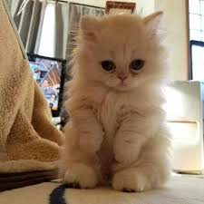 Kucing merupakan salah satu hewan yang sangat digemari manusia. Kucing Paling Comel Dan Gebu Di Dunia 81021 Nama Untuk Kucing Comel Lucu Dan Unik