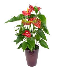 These plants need 12 hours of darkness to bloom, and this normally occurs during the winter months in most households. 40 Best Indoor Plants That Don T Need Sunlight Joyful Derivatives