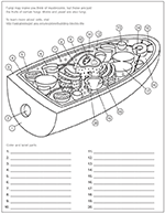 Adult coloring page, horse coloring page, printable coloring pages pdf & jpg, digital coloring, coloring sheets, instant download deenastonecoloring 5 out of 5 stars (1) $ 1.55. Coloring Pages And Worksheets Ask A Biologist