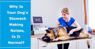 Why Is Your Dog S Stomach Making Noises Is It Normal Petxu