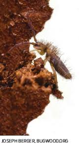 What about using a pest control service company for springtail control? Case Studies Springtails Causes And Effects Pct Pest Control Technology