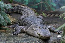 Toxic nitrogen oxide fumes emerge from the drug when heated. Mississippi Alligator Im Zoo Leipzig Hautnah Erleben