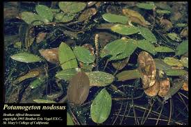 Image result for Potamogeton nodosus