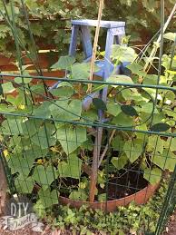 Technically, you don't have to trellis your cucumbers, but a trellis can help keep the vegetables off the ground and lessen the damage due to bugs and this project is an inexpensive way to trellis cucumbers. Cucumber Trellis From A Wood Ladder Diy Danielle
