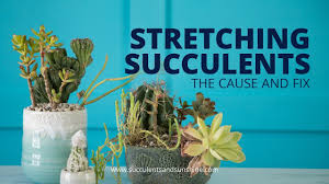 Succulent growing long stem with flowers. Stretched Out Succulents The Cause And Fix Youtube
