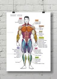 What advanced bodybuilders need for bigger chest building. Muscle Anatomy Shart Muscle Anatomy Basic Anatomy And Physiology Human Muscle Anatomy