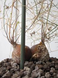 Image result for Schizobasis intricata