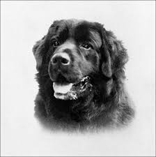 They will be ready for their new homes in december. Newfoundland And Labrador Animals