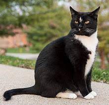 Check spelling or type a new query. Bicolor Cat Wikipedia
