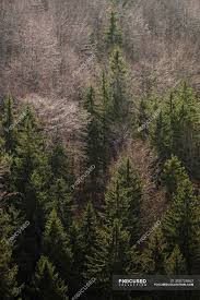 Check spelling or type a new query. From Above Autumn Forest With Different Evergreen And Bare Fir Trees In Southern Poland On Daytime Pine Naked Stock Photo 308734862