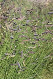 Image result for Cayratia gracilis