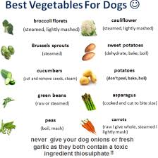 Wary Dog Costumes With Owner Blueweimaraner Reddogcollar Dog Vegetables Vegan Dog Food Healthy Dog Food Recipes