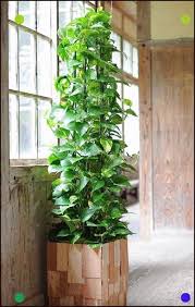Pin By Stephanie On Plants Indoor Plant Trellis Trellis Plants Indoor Plants