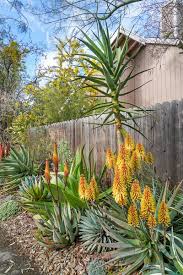 Image result for Aloe arborescens × musapana